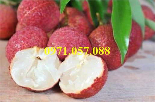 GIỐNG CÂY VẢI KHÔNG HẠT